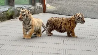 🐯🐯🐯WOW!!! adorable baby #tigercub #tiger  #kitten #foryou #fpy  #cute #kitty