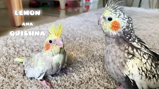 Birbs' Surprising Reactions to Seeing a Real Baby Birb