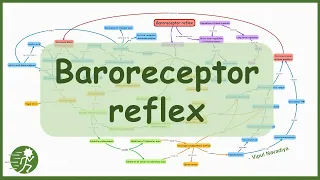 Baroreceptor reflex for Short term regulation of blood pressure