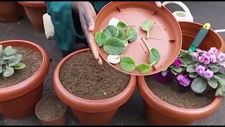 African violets:propagation by Leaf cutting.