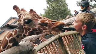 FORGET CATS! Funny KIDS vs ZOO ANIMALS are WAY FUNNIER! - TRY NOT TO LAUGH | Just For Fun