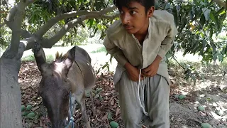 Man With His Donkey || OMG 2021