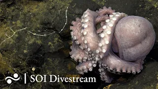 Dorado Outcrop | SOI Divestream 529