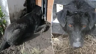 Dog Gets Head Stuck In Metal Gate