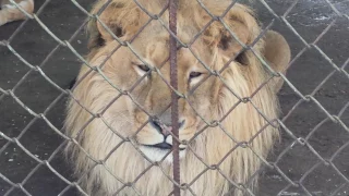 Look into the eyes of a lion. Посмотрите в глаза льва