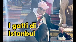 Istanbul la città dei gatti | Kedi non è un semplice gatto
