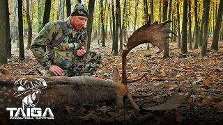 Peak Rut Fallow Bucks in Legendary Hungary