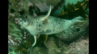 Another curious young grey seal 4K