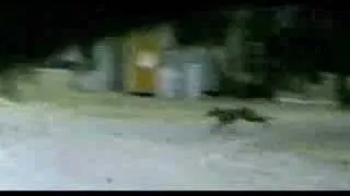 Supossed tasmanian tiger (thylacine) filmed in 1973