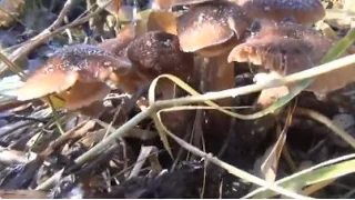 Сбор замороженных грибов опят в тайге и их готовка для жарки   YouTube 1080p