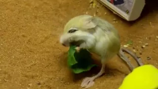 Daily life of Pigmy Jerboa