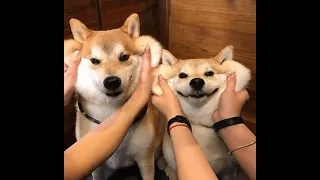 Funny Shiba Inu Compilation 2020 - Best Funny Shiba Inu Videos Ever