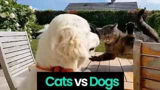 Ultimate Showdown: Cats vs Dogs