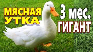 Самые выгодные Мясные утки ! ГИГАНТ В 3 месяца ! Теперь заведу только таких уток !