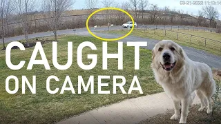 Two dogs and one speeding car  - WATCH this before you get a Great Pyrenees! Do shock collars work?
