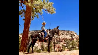 Clyde, Super Gentle Broke Family Trail Mule. Consigned as Hip #44 Jake Clark Mule Days June 20, 2021