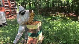 Very STRANGE Swarming Behavior | Off Grid Beekeeping