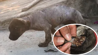 Little dog praying for help from a stranger part 2:  puppy tortured by thousands of ticks