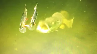 Top 10 pike attacks 2019 from underwater / fishing on lures