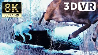 VR180 3D VIDEO | Wolf Hunting - 8K ULTRA HD 60FPS