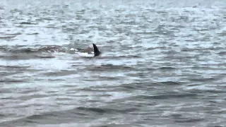 Orcas in Penn Cove