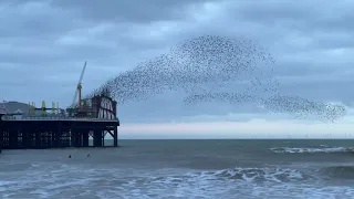 Starling Murmuration at Brighton Pier