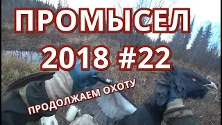 ПРОМЫСЕЛ 2018-2019 #22. ОХОТА НА ГЛУХАРЯ ПРОДОЛЖАЕТСЯ