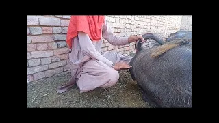 OMG boy meeting first time with Buffalo in Pakistan