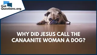 Why did Jesus call the Canaanite woman a dog? | GotQuestions.org