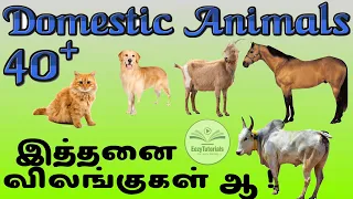 Domestic animal names in tamil and english