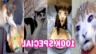 BEST DANK CAT MEMES COMPILATION OF 2021 from TikTok #1
