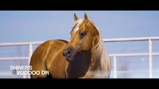 Silver Spurs Equine- Arizona & Oklahoma Ranches