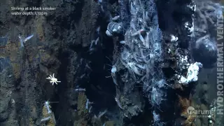 Hydrothermal vents in the deep sea