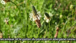 Plantain lancéolé (plante comestible)