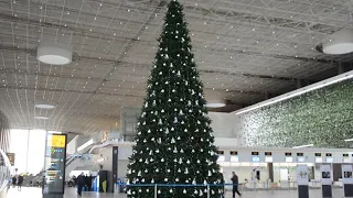 Самую высокую ёлку в Крыму установили в аэропорту Симферополя