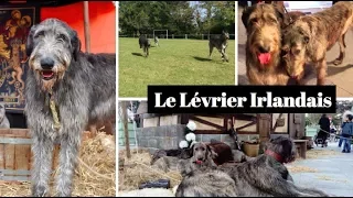 Le LEVRIER IRLANDAIS Un des PLUS GRAND CHIEN AU MONDE