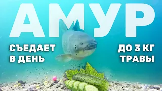 Очередной пруд без ряски - Амур всё сожрёт. Зарыбление мальком травоядной рыбы