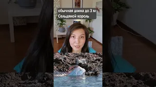 Сельдяной король