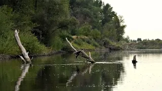 ТАКОГО СО МНОЙ ЕЩЁ НЕ БЫЛО! Закинул приманку в дрова, а там Щука и Судак! Рыбалка ШОКОЛАД!