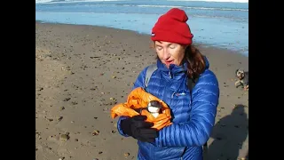 Guillemot rescue