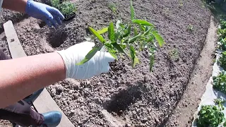 Висадка помідорів у відкритий грунт/Висадка розсади помідорів/Вирощування помідорів на Поліссі
