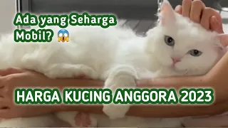 Harga Kucing Anggora 2023 Beserta Jenisnya