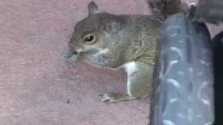 Squirrel steals childs nuts