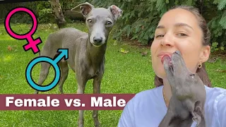 Italian Greyhound Boys vs. Girls - The Pros & Cons