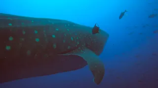 Galapagos Master Liveaboard Trip