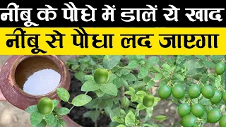 नींबू के पौधे में डालें ये खाद नींबू से पौधा लद जाएगा || Best fertilizer for Lemon Tree