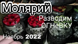 ОГНЕВКА (восковая модель). Разведение. Получение ферментоконцентрата (ПЖЛВМ). Молярий. Ноябрь 2022