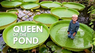 Victoria Amazonica: The Queen of the Pond