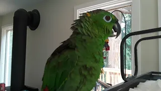 Mealy Amazon parrot Baby talking after shower