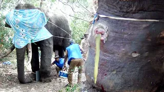 Lifesaving mission to treat massive Tusker suffering from abscesses after being victim from trap gun